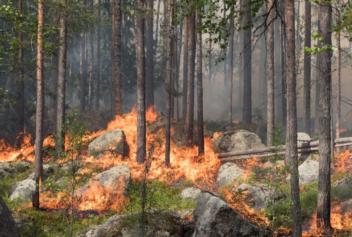 Forest fires in Sweden - huge areas burned in 2018
